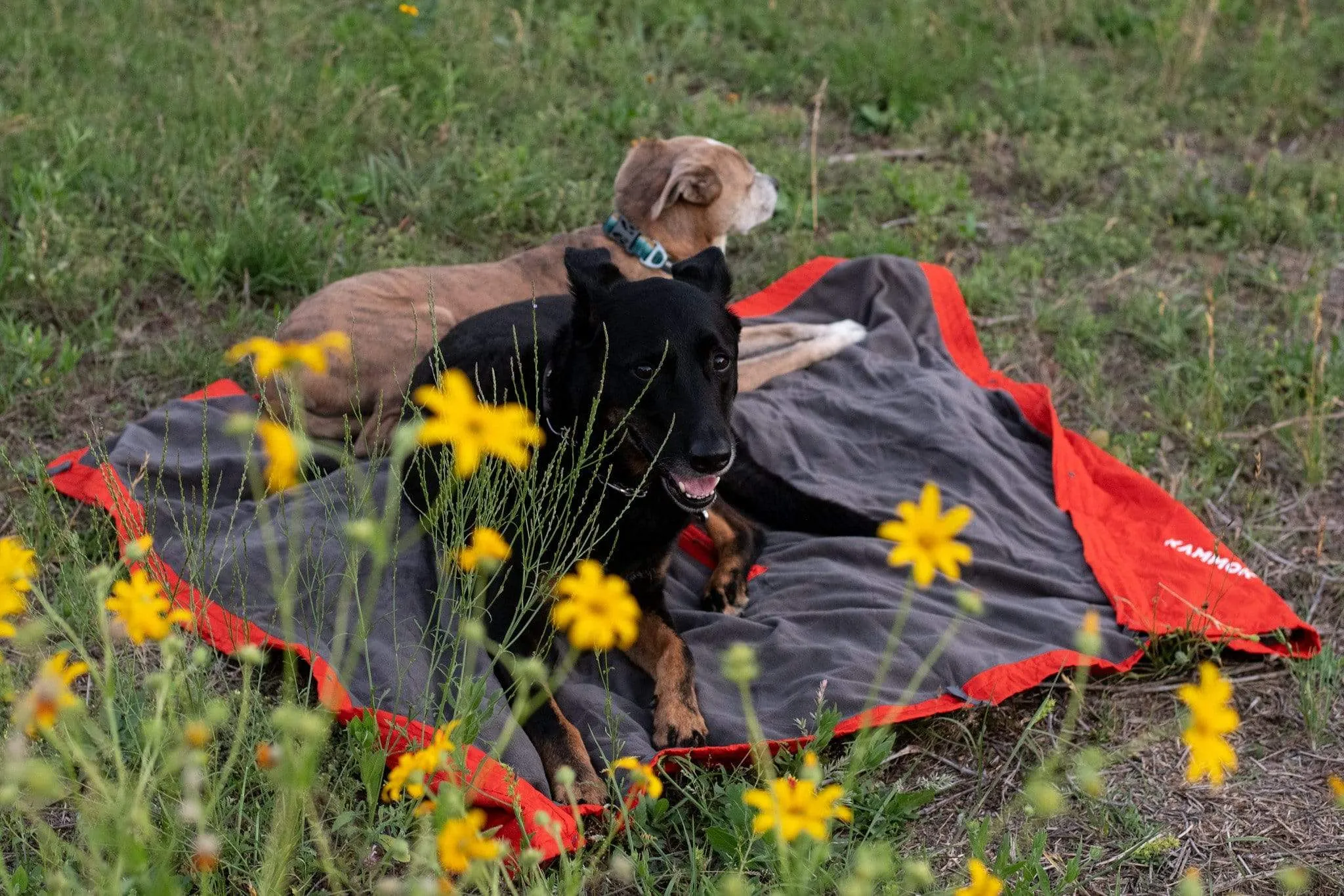 Field Blanket Jr.